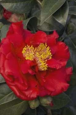 Bob Hope Camellia Japonica - 1 Gallon Pot -Garden & Outdoor Sale Shop Camellia Bob Hope 5