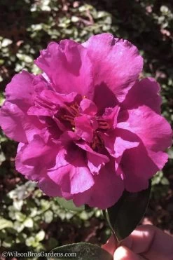 Bonanza Purple Camellia Sasanqua - 3 Gallon Pot -Garden & Outdoor Sale Shop Camellia Bonanza 102 1