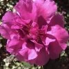 Bonanza Purple Camellia Sasanqua - 3 Gallon Pot -Garden & Outdoor Sale Shop Camellia Bonanza 102