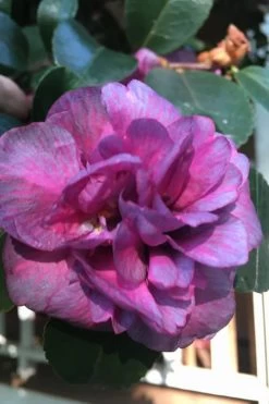 Bonanza Purple Camellia Sasanqua - 3 Gallon Pot -Garden & Outdoor Sale Shop Camellia Bonanza Purple 4