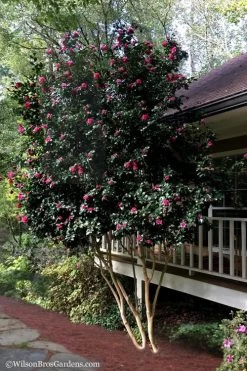 Bonanza Purple Camellia Sasanqua - 3 Gallon Pot -Garden & Outdoor Sale Shop Camellia Bonanza Purple 7