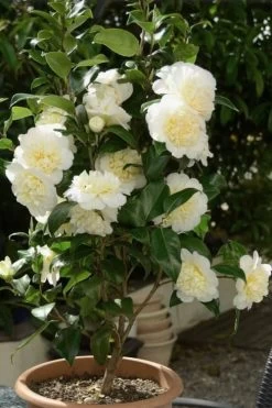 Brushfield Yellow Camellia Japonica - 1 Gallon Pot -Garden & Outdoor Sale Shop Camellia Brushfield Yellow 500x750 1