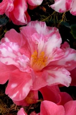 Coral Delight Camellia Hybrid - 1 Gallon Pot 11 Coral Delight Camellia Hybrid - 1 Gallon Pot -Garden & Outdoor Sale Shop Camellia Coral Delight 15