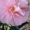 Cotton Candy Camellia Sasanqua - 1 Gallon Pot -Garden & Outdoor Sale Shop Camellia Cotton Candy 500x750 1