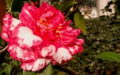 Sacred Dance Camellia Japonica 'Daikagura' - 3 Gallon Pot -Garden & Outdoor Sale Shop Camellia Daikagura 3