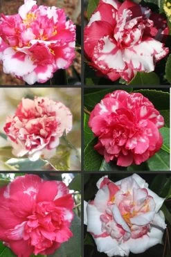 Sacred Dance Camellia Japonica 'Daikagura' - 3 Gallon Pot -Garden & Outdoor Sale Shop Camellia Daikagura Colors 500x750 1
