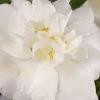 Diana Camellia Sasanqua - 1 Gallon Pot -Garden & Outdoor Sale Shop Camellia Diana 500x750 1