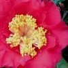Dr. J.C. Raulston Camellia Japonica - 7 Gallon Pot -Garden & Outdoor Sale Shop Camellia Dr JC Raulston 10