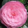 E.G. Waterhouse Camellia - Williamsii Hybrid - 1 Gallon Pot 1 E.G. Waterhouse Camellia - Williamsii Hybrid - 1 Gallon Pot -Garden & Outdoor Sale Shop Camellia EG Waterhouse 1