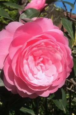 E.G. Waterhouse Camellia - Williamsii Hybrid - 1 Gallon Pot -Garden & Outdoor Sale Shop Camellia EG Waterhouse 2