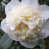 Fifth Avenue White Camellia Japonica - 3 Gallon Pot