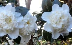 Fifth Avenue White Camellia Japonica - 3 Gallon Pot -Garden & Outdoor Sale Shop Camellia Fifth Avenue 21