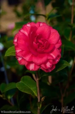 Glen 40 Camellia Japonica - 1 Gallon Pot -Garden & Outdoor Sale Shop Camellia Glen 40 JW 1