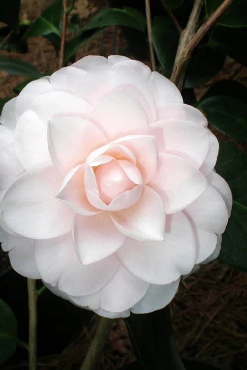 Goggy Camellia Japonica - 3 Gallon Pot 6 Goggy Camellia Japonica - 3 Gallon Pot - Image 4