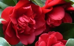 Governor Mouton Red Camellia Japonica - 3 Gallon Pot -Garden & Outdoor Sale Shop Camellia Governor Mouton 1