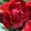 Governor Mouton Red Camellia Japonica - 3 Gallon Pot -Garden & Outdoor Sale Shop Camellia Governor Mouton 1 500x750 1