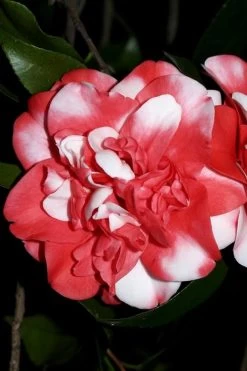 Governor Mouton Red Camellia Japonica - 3 Gallon Pot -Garden & Outdoor Sale Shop Camellia Governor Mouton 3