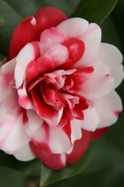 Governor Mouton Red Camellia Japonica - 3 Gallon Pot -Garden & Outdoor Sale Shop Camellia Governor Mouton 7