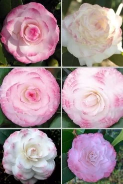 Grace Albritton Camellia Japonica - 3 Gallon Pot -Garden & Outdoor Sale Shop Camellia Grace Albritton 4