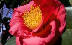 Greensboro Red Camellia Japonica - 1 Gallon Pot -Garden & Outdoor Sale Shop Camellia Greensboro Red 1 1