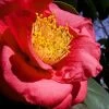 Greensboro Red Camellia Japonica - 7 Gallon Pot -Garden & Outdoor Sale Shop Camellia Greensboro Red 1 500x750 1