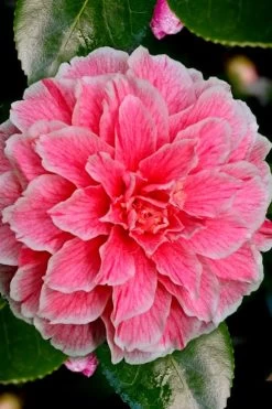 Brilliant Gem Fragrant Camellia Japonica 'Herme' - 1 Gallon Pot -Garden & Outdoor Sale Shop Camellia Hermes 6