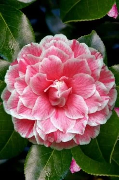 Brilliant Gem Fragrant Camellia Japonica 'Herme' - 1 Gallon Pot -Garden & Outdoor Sale Shop Camellia Herrmes 4