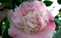 High Fragrance Camellia TREE FORM - 3 Gallon Pot 11 High Fragrance Camellia TREE FORM - 3 Gallon Pot -Garden & Outdoor Sale Shop Camellia High Fragrance 5