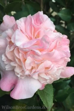 High Fragrance Camellia TREE FORM - 3 Gallon Pot 10 High Fragrance Camellia TREE FORM - 3 Gallon Pot -Garden & Outdoor Sale Shop Camellia High Fragrance 500x750 1