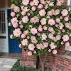 High Fragrance Camellia TREE FORM - 3 Gallon Pot -Garden & Outdoor Sale Shop Camellia High Fragrance Tree 2
