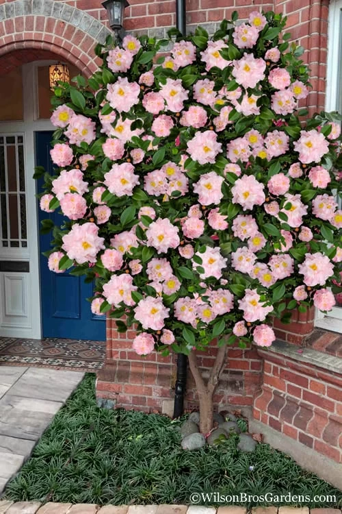 High Fragrance Camellia TREE FORM - 3 Gallon Pot 3 High Fragrance Camellia TREE FORM - 3 Gallon Pot