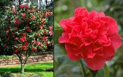 Kramers Supreme Red Double Camellia Japonica - 2 Gallon Pot -Garden & Outdoor Sale Shop Camellia Kramers Supreme 2