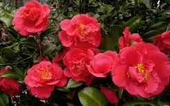 Kramers Supreme Red Double Camellia Japonica - 2 Gallon Pot -Garden & Outdoor Sale Shop Camellia Kramers Supreme 52