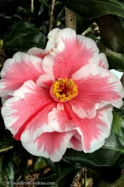 Lady Vansittart Multicolor Camellia Japonica - 1 Gallon Pot -Garden & Outdoor Sale Shop Camellia Lady Vansittart 12