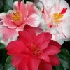 Lady Vansittart Multicolor Camellia Japonica - 1 Gallon Pot 1 Lady Vansittart Multicolor Camellia Japonica - 1 Gallon Pot -Garden & Outdoor Sale Shop Camellia Lady Vansittart 50