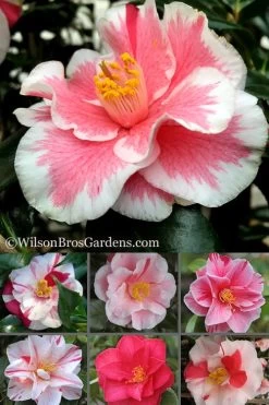 Lady Vansittart Multicolor Camellia Japonica - 1 Gallon Pot -Garden & Outdoor Sale Shop Camellia Lady Vansittart 500x750 1