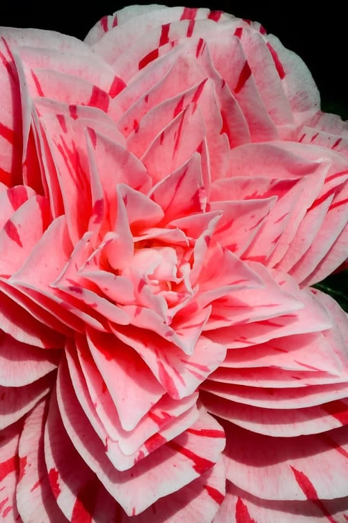 Les Marbury Camellia Japonica - 1 Gallon Pot 3 Les Marbury Camellia Japonica - 1 Gallon Pot