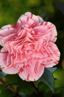 Les Marbury Camellia Japonica - 1 Gallon Pot 11 Les Marbury Camellia Japonica - 1 Gallon Pot -Garden & Outdoor Sale Shop Camellia Les Marbury 3 1