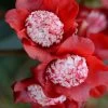 Lipstick Red Camellia Japonica - 3 Gallon Pot