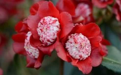 Lipstick Red Camellia Japonica - 3 Gallon Pot -Garden & Outdoor Sale Shop Camellia Lipstick 2