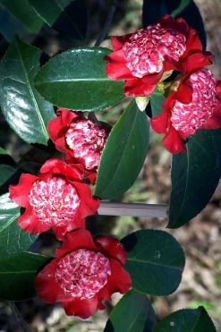 Lipstick Red Camellia Japonica - 3 Gallon Pot -Garden & Outdoor Sale Shop Camellia Lipstick 3