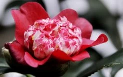 Lipstick Red Camellia Japonica - 3 Gallon Pot -Garden & Outdoor Sale Shop Camellia Lipstick 5
