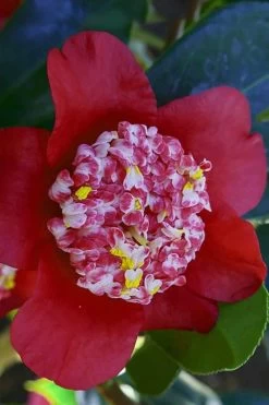 Lipstick Red Camellia Japonica - 3 Gallon Pot -Garden & Outdoor Sale Shop Camellia Lipstick 6