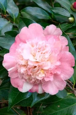 Look Again Camellia Japonica - 1 Gallon Pot -Garden & Outdoor Sale Shop Camellia Look Again 1