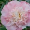Look Again Camellia Japonica - 1 Gallon Pot -Garden & Outdoor Sale Shop Camellia Look Again 2