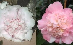 Look Again Camellia Japonica - 1 Gallon Pot -Garden & Outdoor Sale Shop Camellia Look Again 4