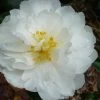 Mine No Yuki Camellia Sasanqua - 1 Gallon Pot 2 Mine No Yuki Camellia Sasanqua - 1 Gallon Pot -Garden & Outdoor Sale Shop Camellia Mine No Yuki 20