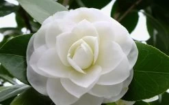 Morning Glow Camellia Japonica - 3 Gallon Pot -Garden & Outdoor Sale Shop Camellia Morning Glow 800x500 1