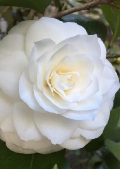 Nuccio's Gem Camellia Japonica - 3 Gallon Pot -Garden & Outdoor Sale Shop Camellia Nuccios Gem 1