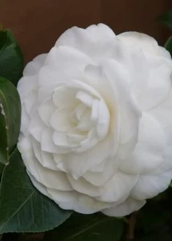 Nuccio's Gem Camellia Japonica - 3 Gallon Pot -Garden & Outdoor Sale Shop Camellia Nuccios Gem 3